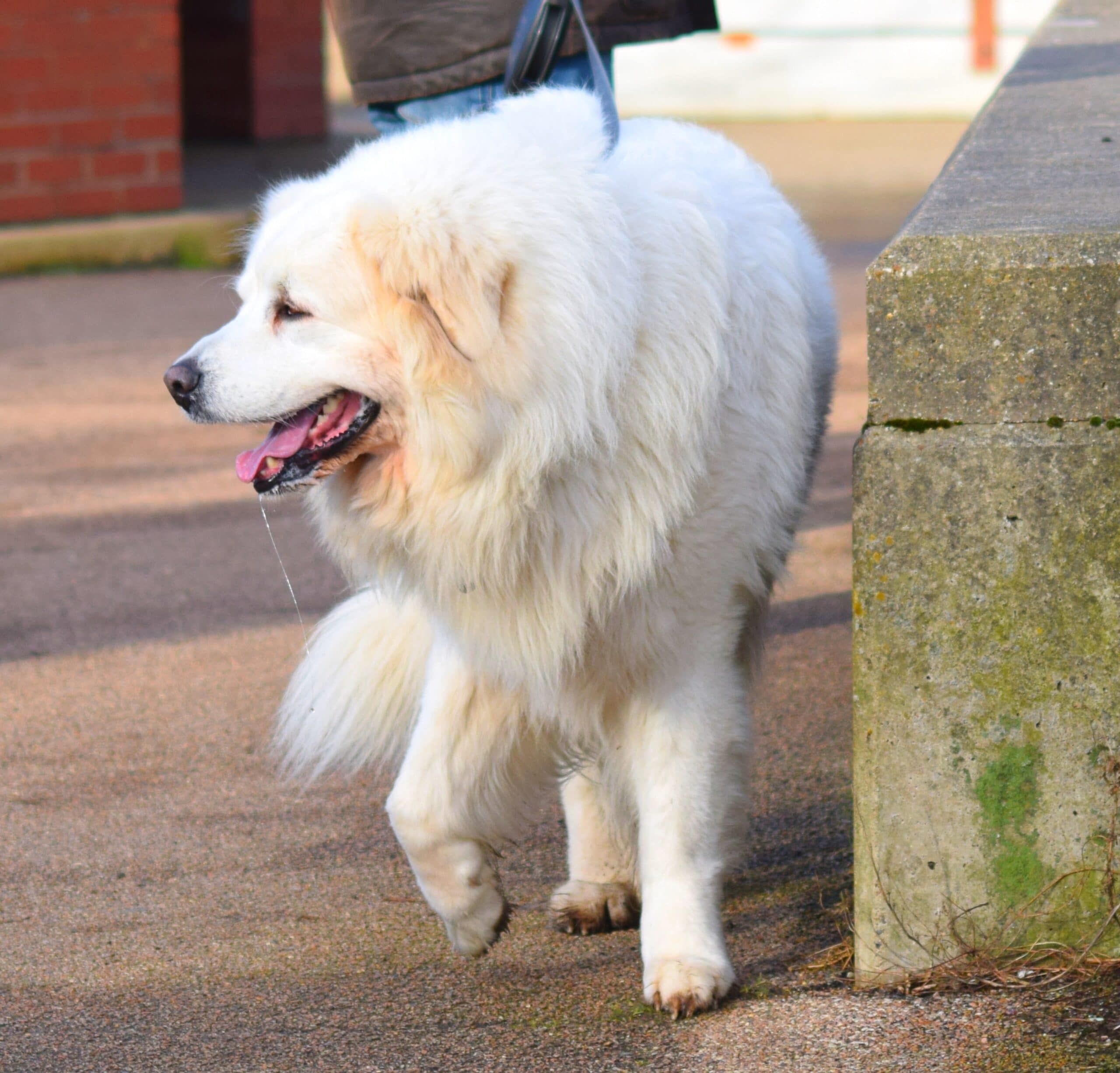 foto Perro mixto Golden Mountain Dog