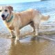 golden-retriever-corgi-mixed-dog-breed-pictures-1