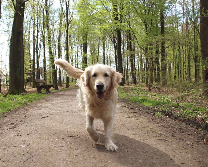 foto Perro Golden Retriever