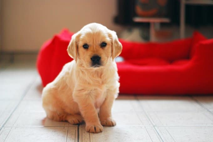 foto Perro Golden Retriever