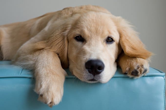 foto Perro Golden Retriever