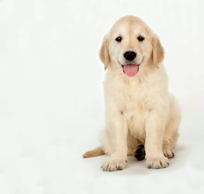 foto Perro Golden Retriever