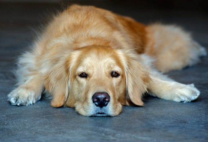 foto Perro Golden Retriever