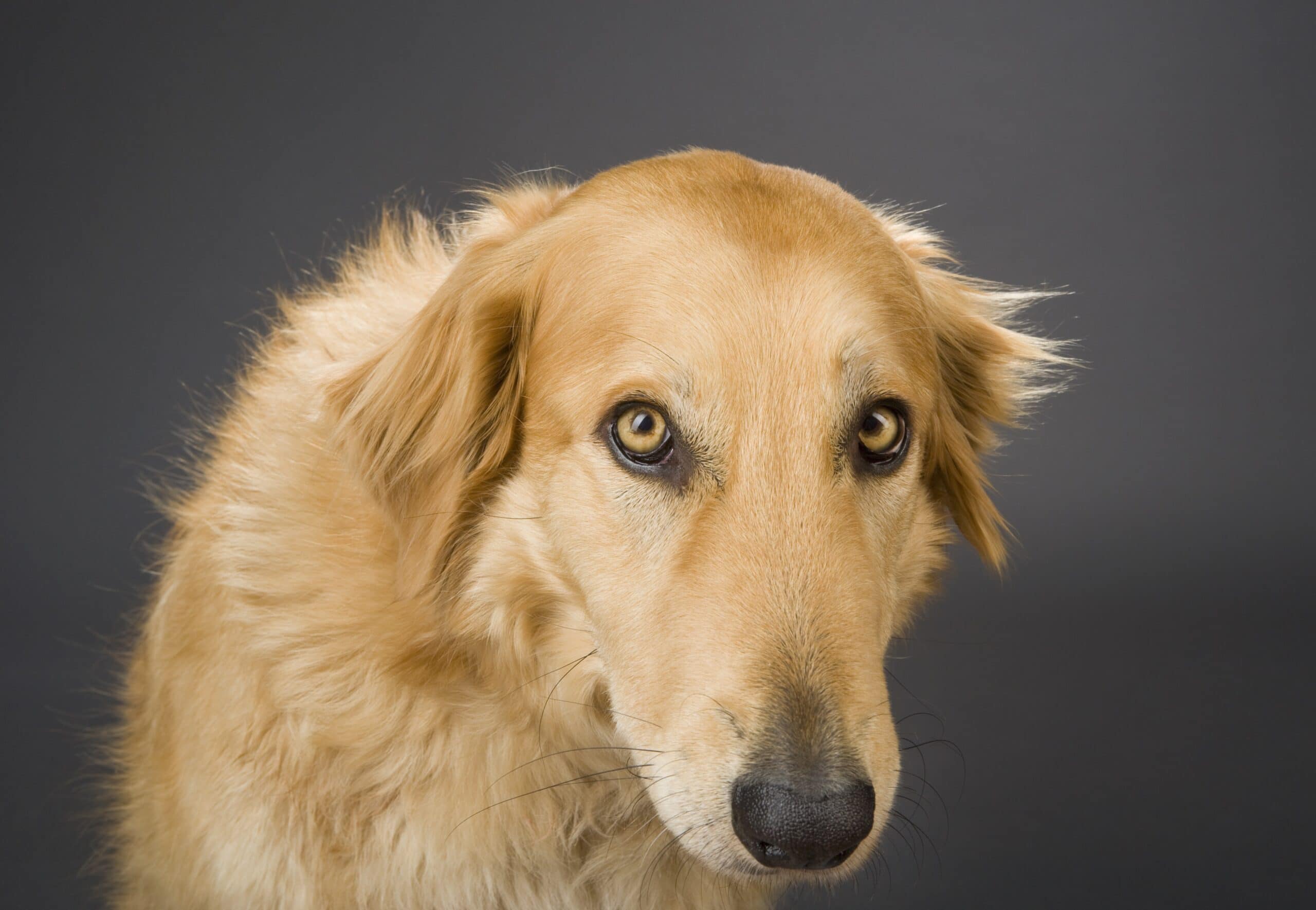 foto Perro de raza Gollie