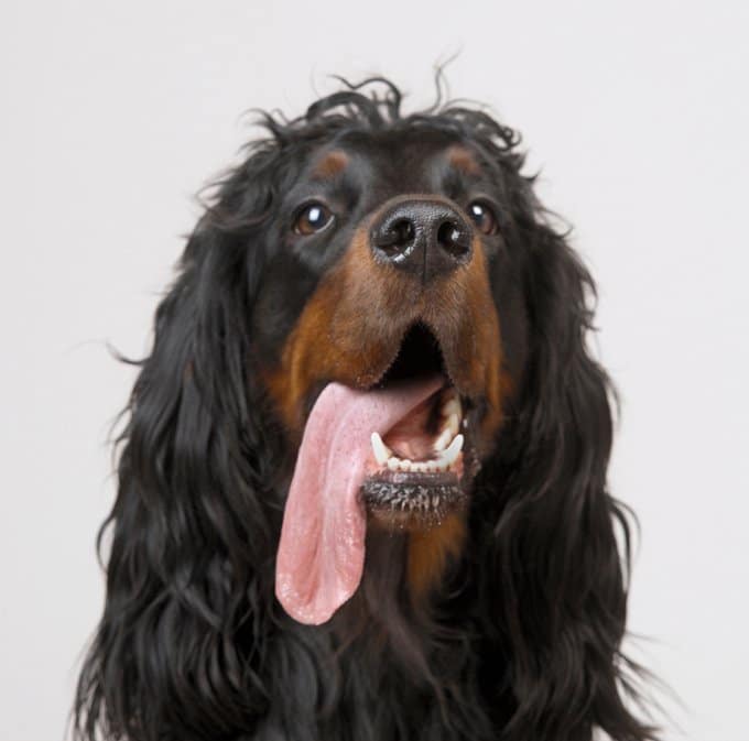 foto Perro Gordon Setter