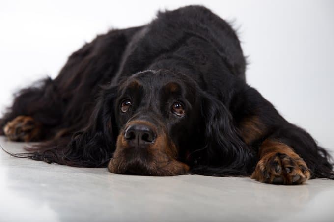 foto Perro Gordon Setter