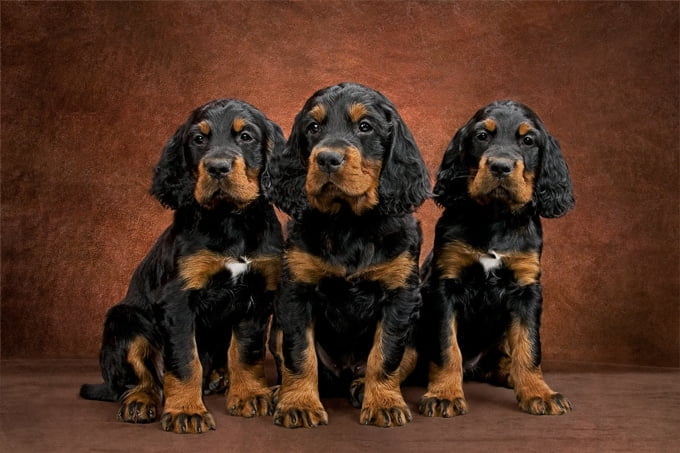 foto Perro Gordon Setter