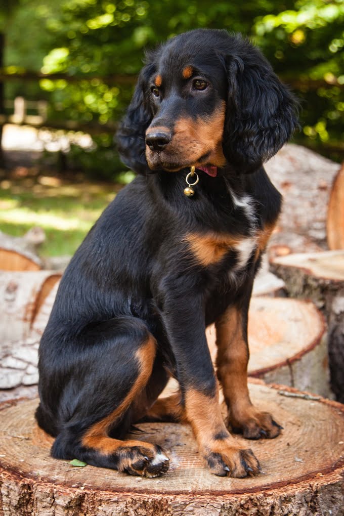 foto Perro Gordon Setter