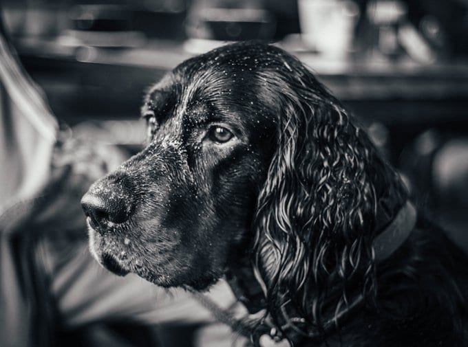 foto Perro Gordon Setter