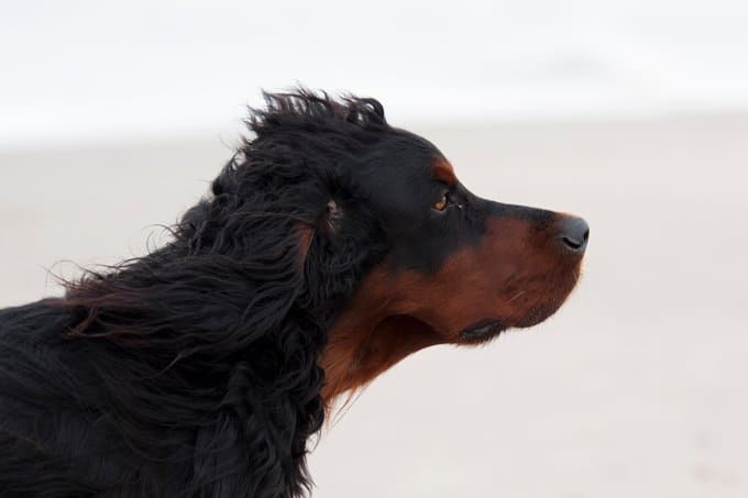 foto Perro Gordon Setter