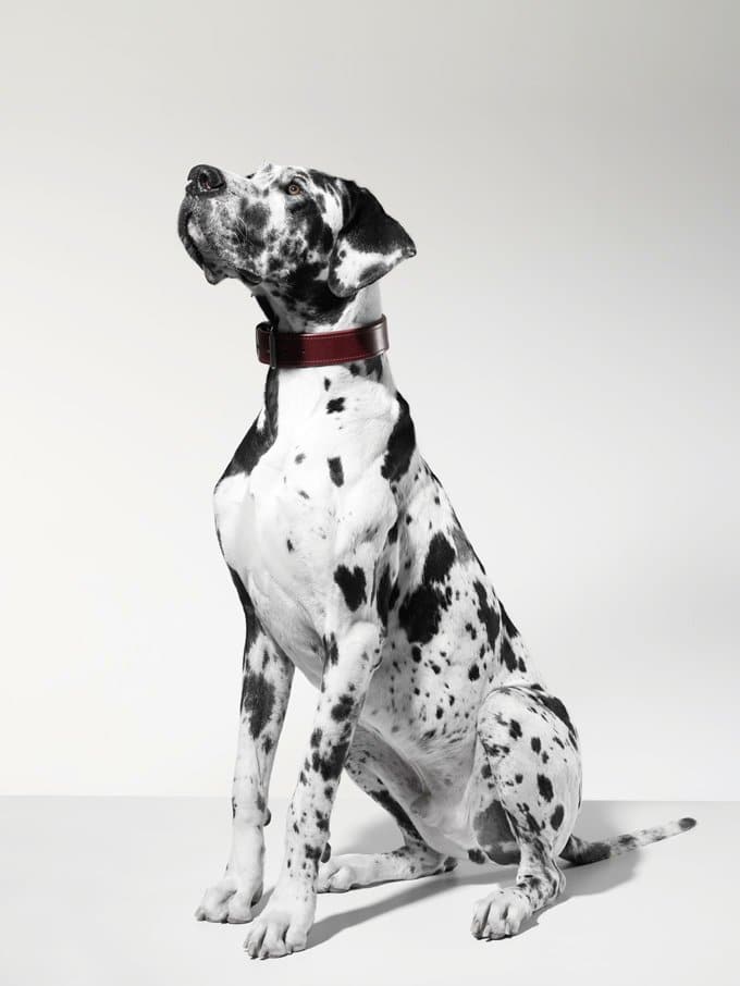 foto Perro Gran Danés