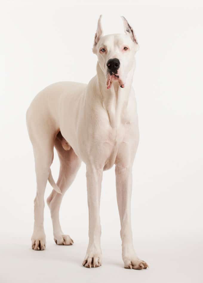 foto Perro Gran Danés