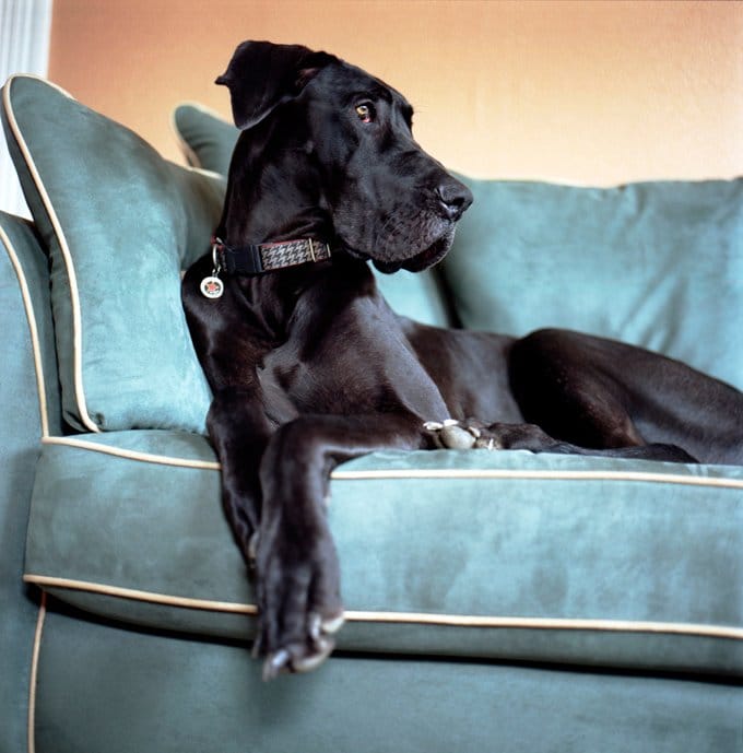 foto Perro Gran Danés