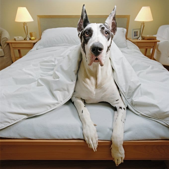 foto Perro Gran Danés