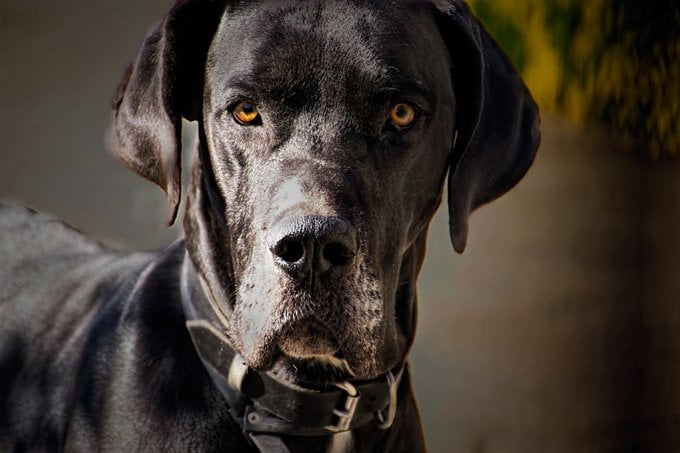 foto Perro Gran Danés