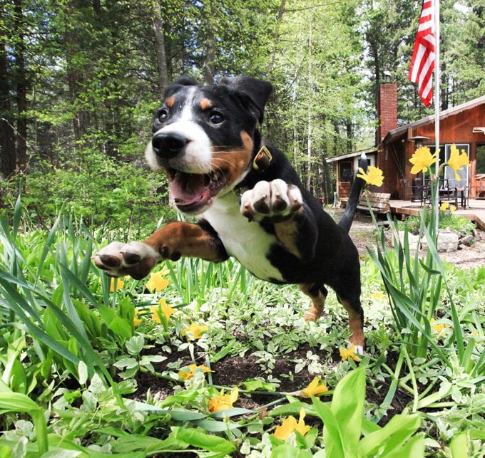 foto Perro de montaña suizo