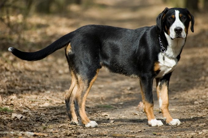 foto Perro de montaña suizo