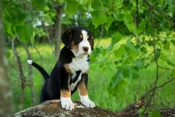 foto Perro de montaña suizo