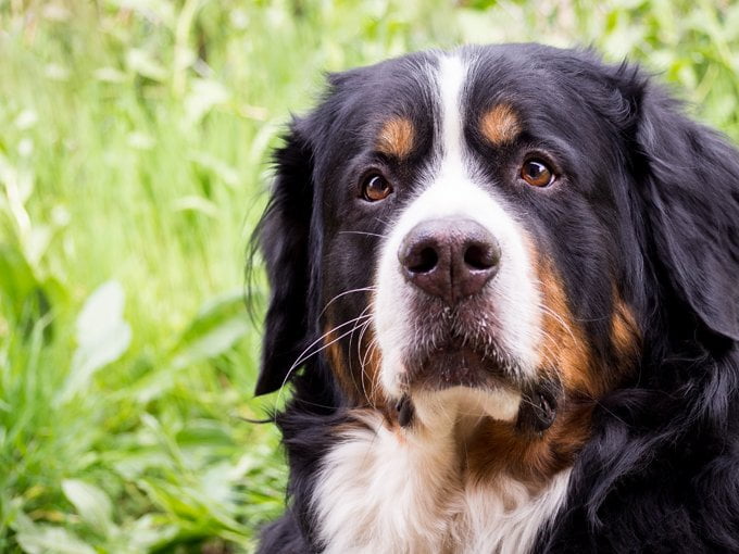 foto Perro de montaña suizo