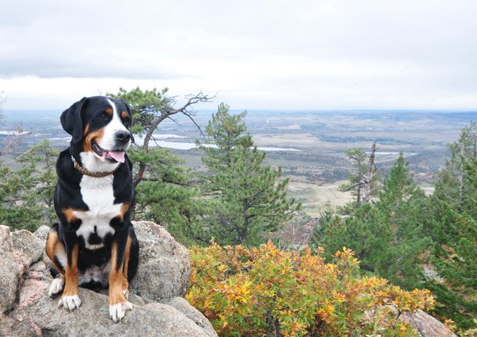 foto Perro de montaña suizo