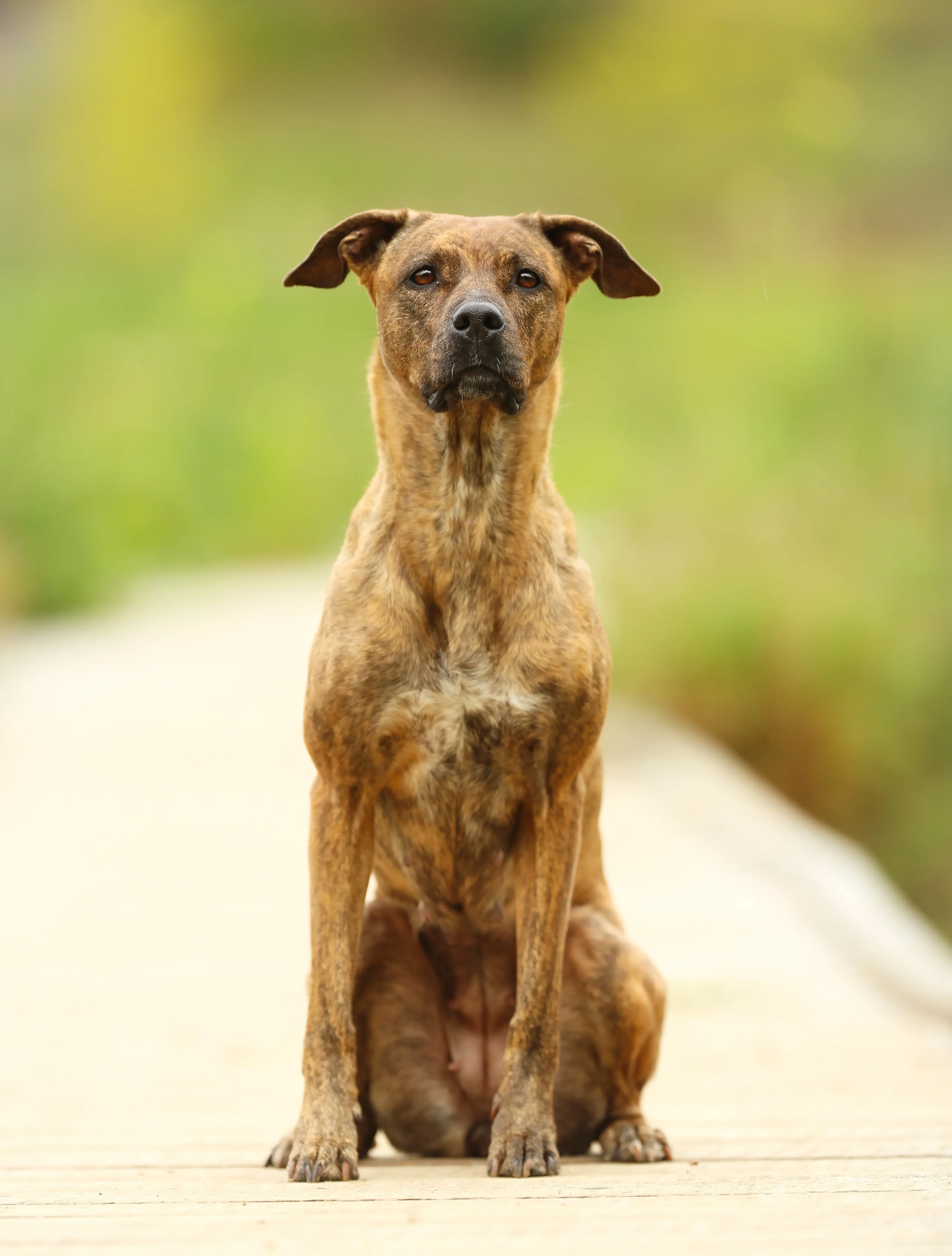 foto Perro mixto Greyador