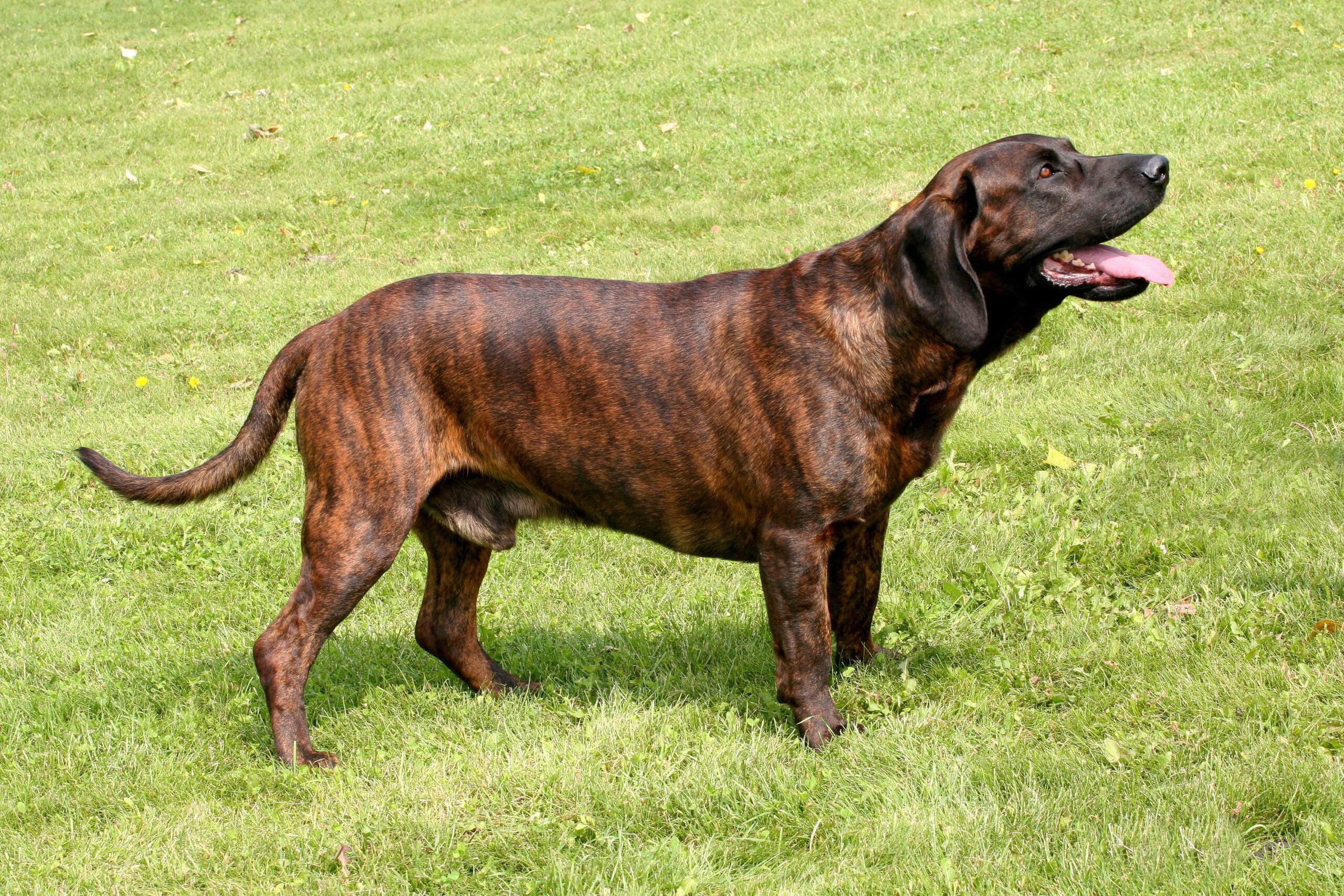 foto Perro de raza Hannoveriana