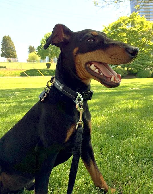 foto Perro Manchester Terrier