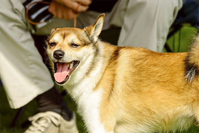 foto Perro de raza Lundehund noruego