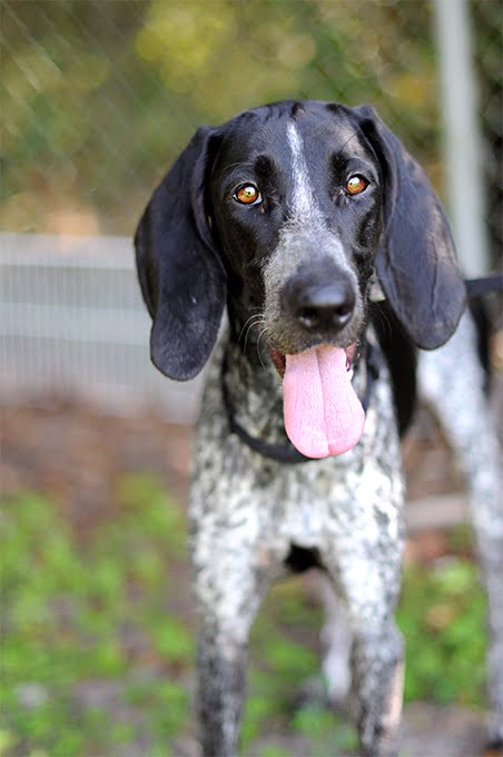 foto Bluetick Coonhound