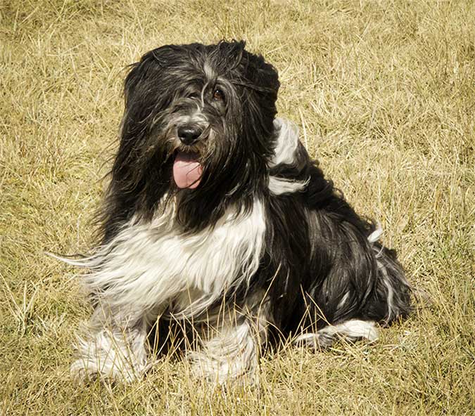 foto Perro pastor polaco de llanura