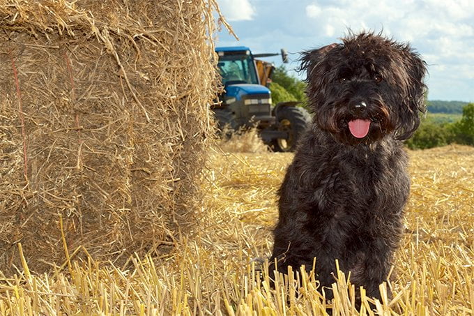 foto Perro híbrido de Schnoodle