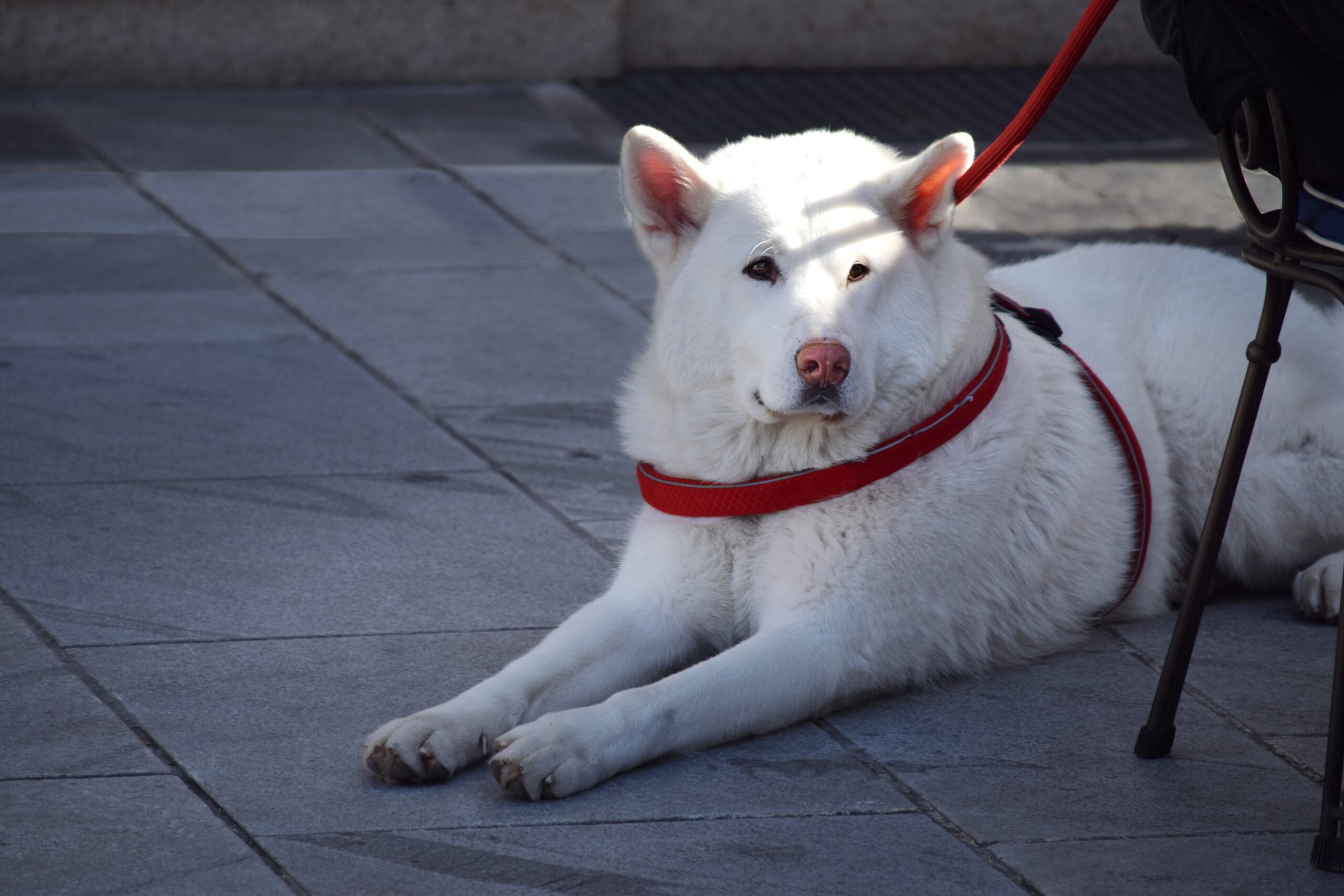 foto Perro de Hokkaido