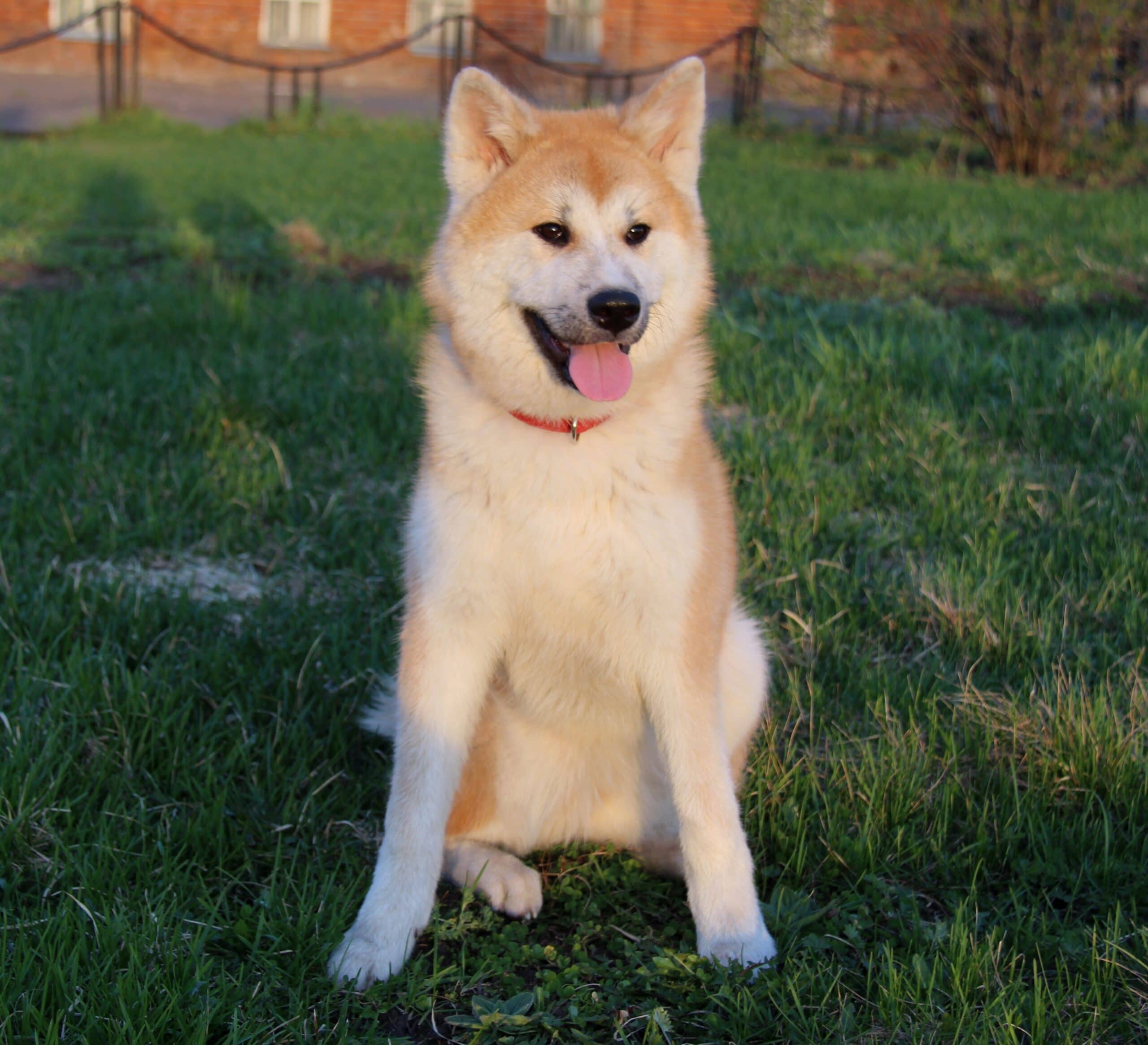 foto Perro de Hokkaido