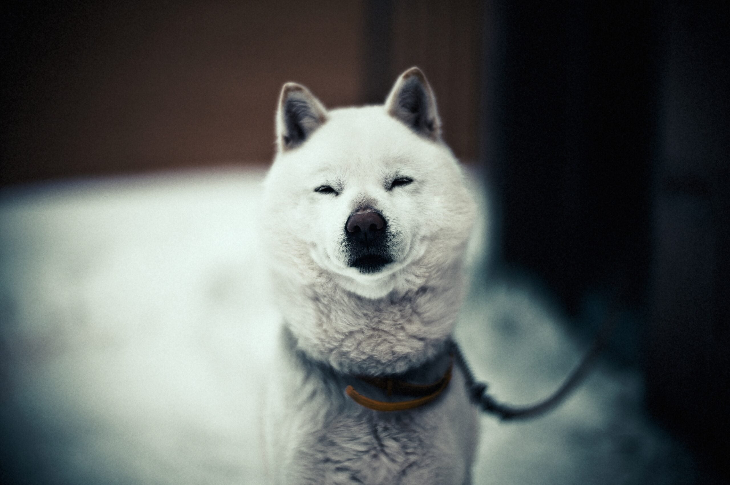 foto Perro de Hokkaido