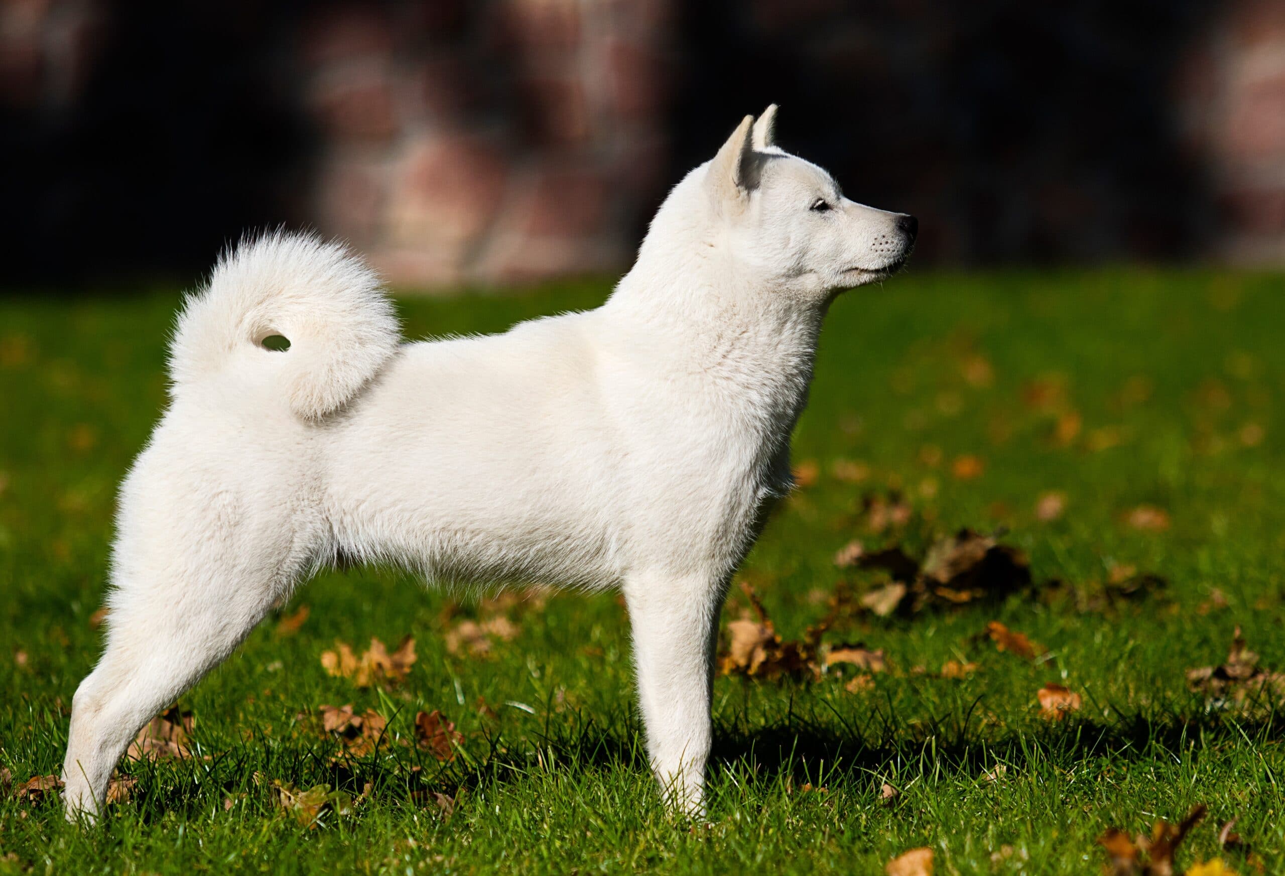 foto Perro de Hokkaido