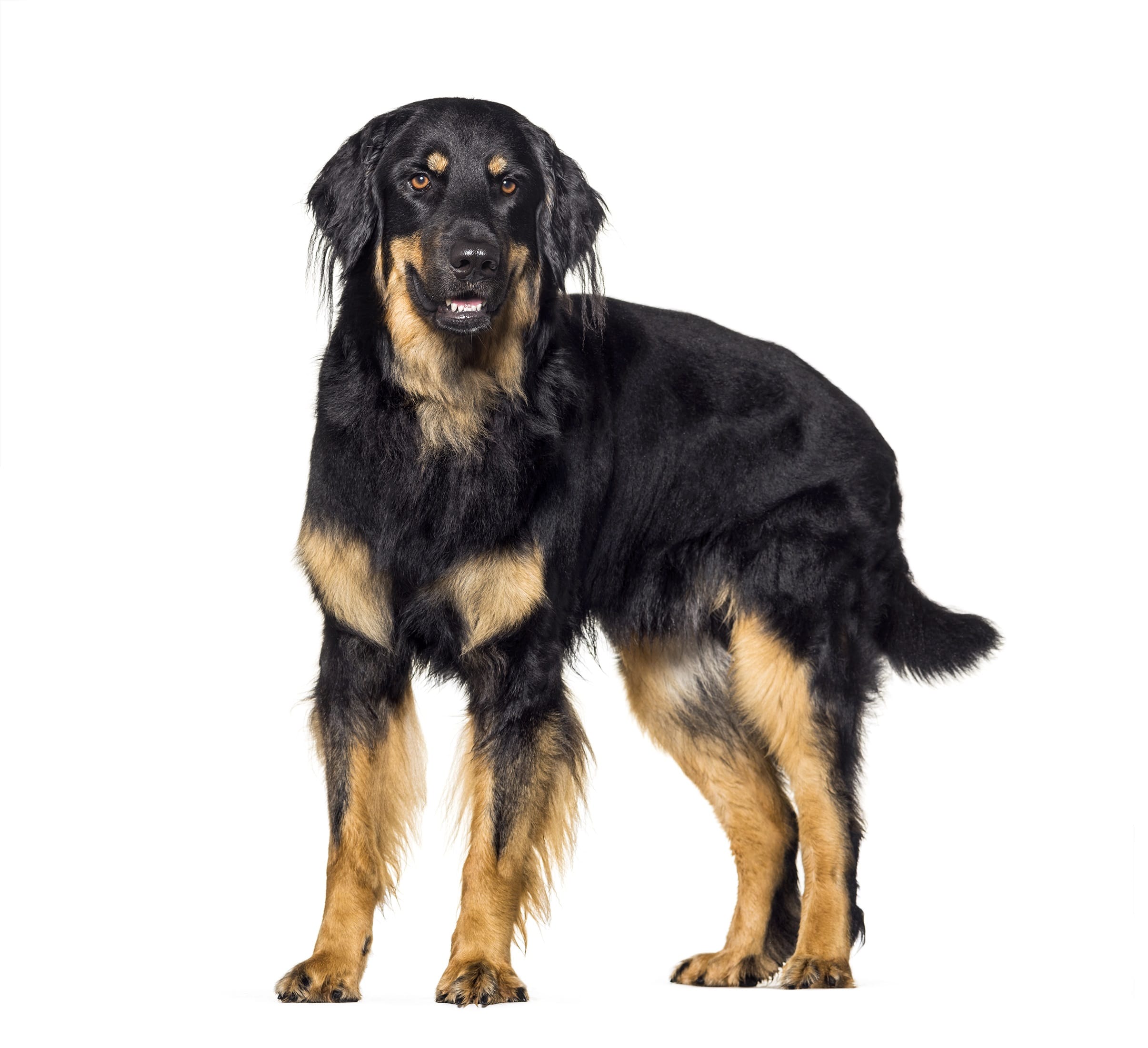 foto Perro Hovawart