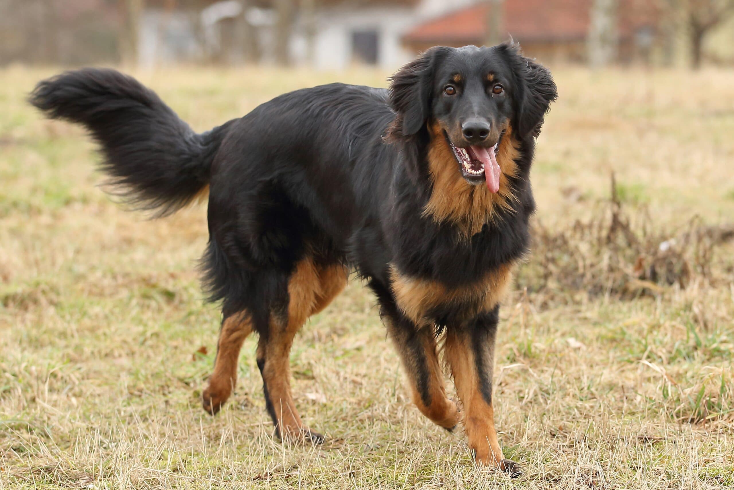 foto Perro Hovawart