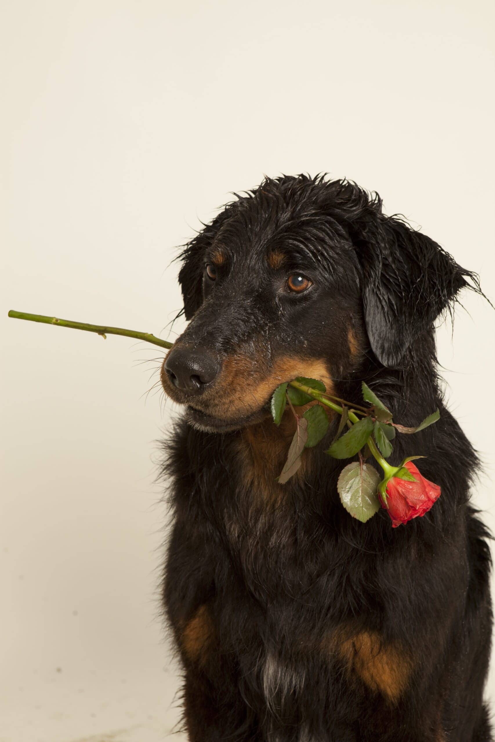 foto Perro Hovawart