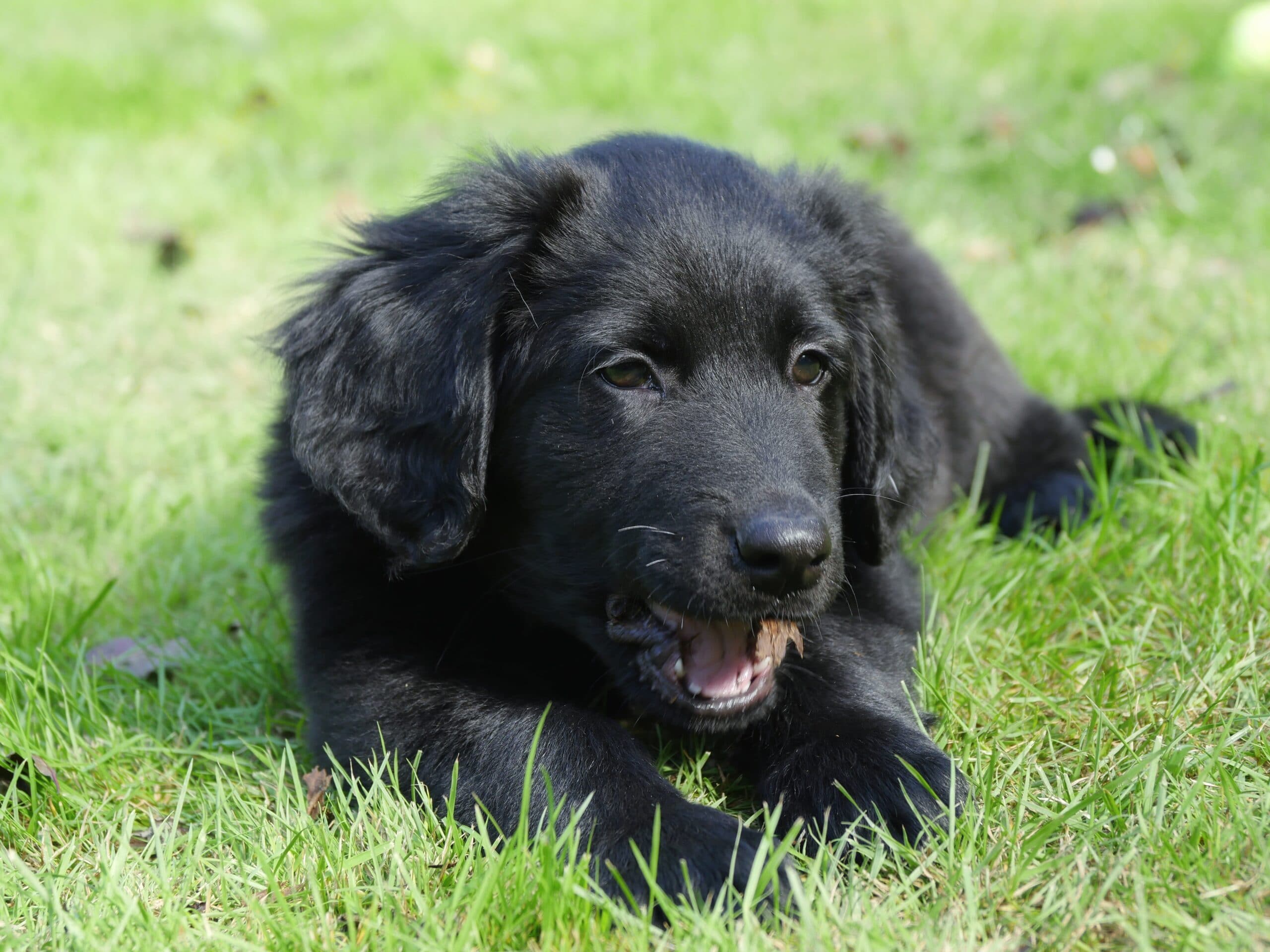 foto Perro Hovawart