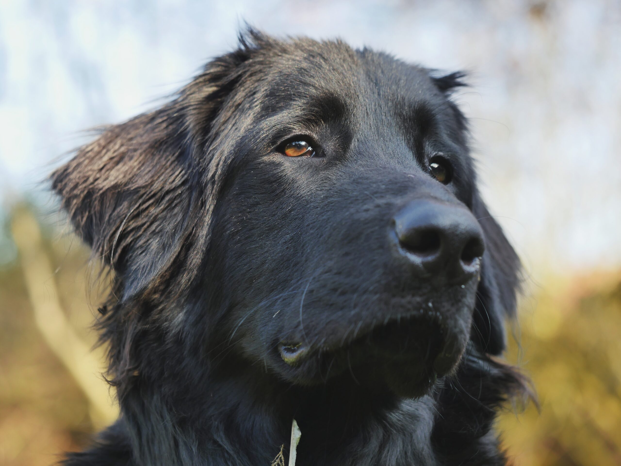 foto Perro Hovawart