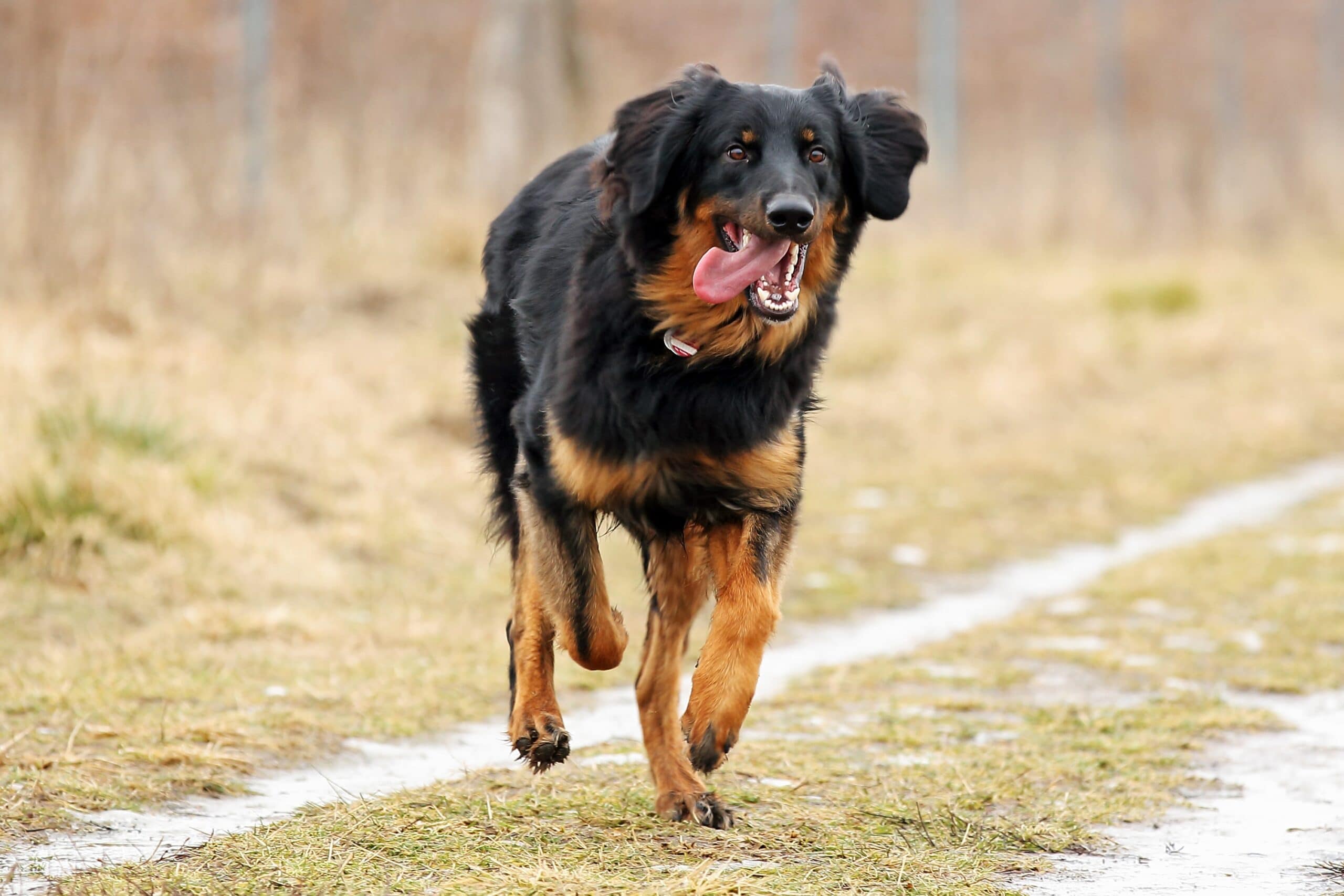 foto Perro Hovawart