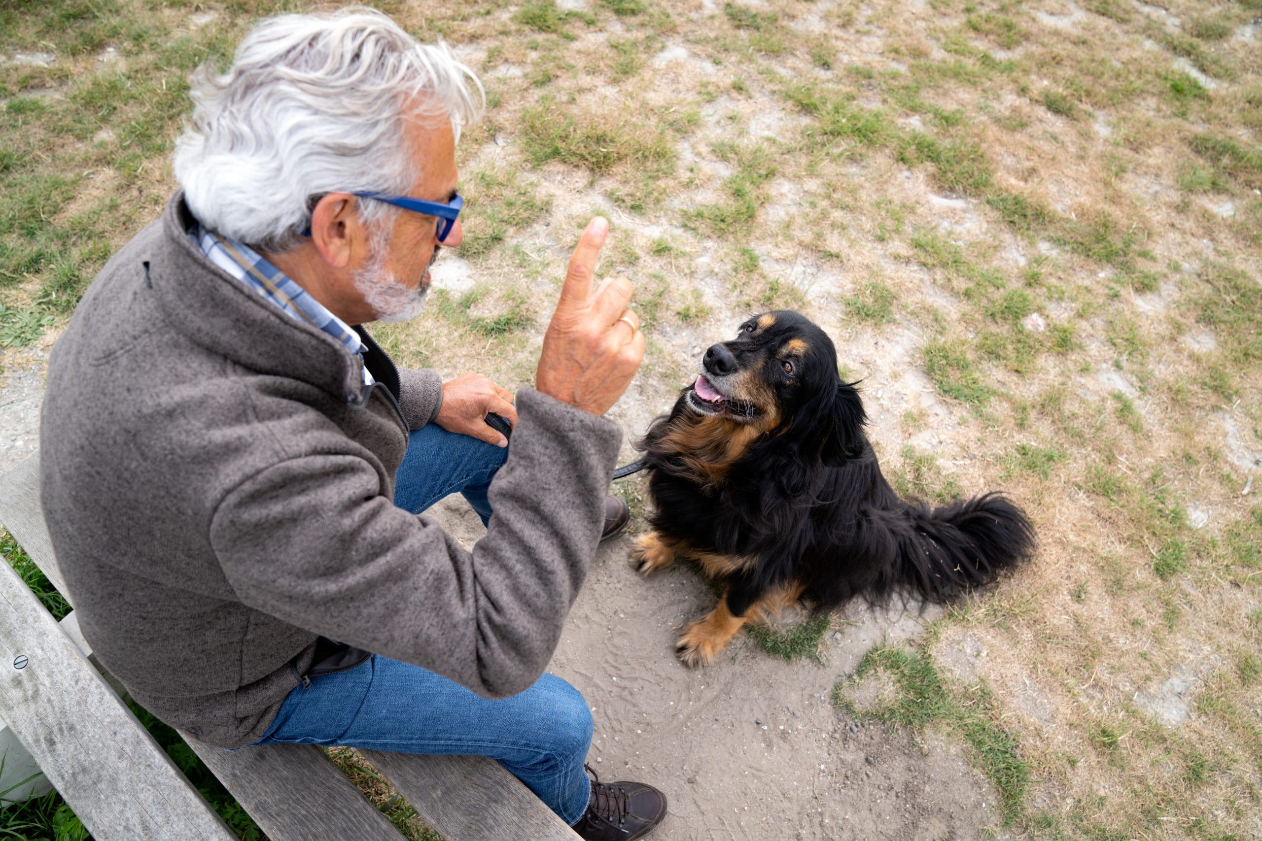 foto Perro Hovawart