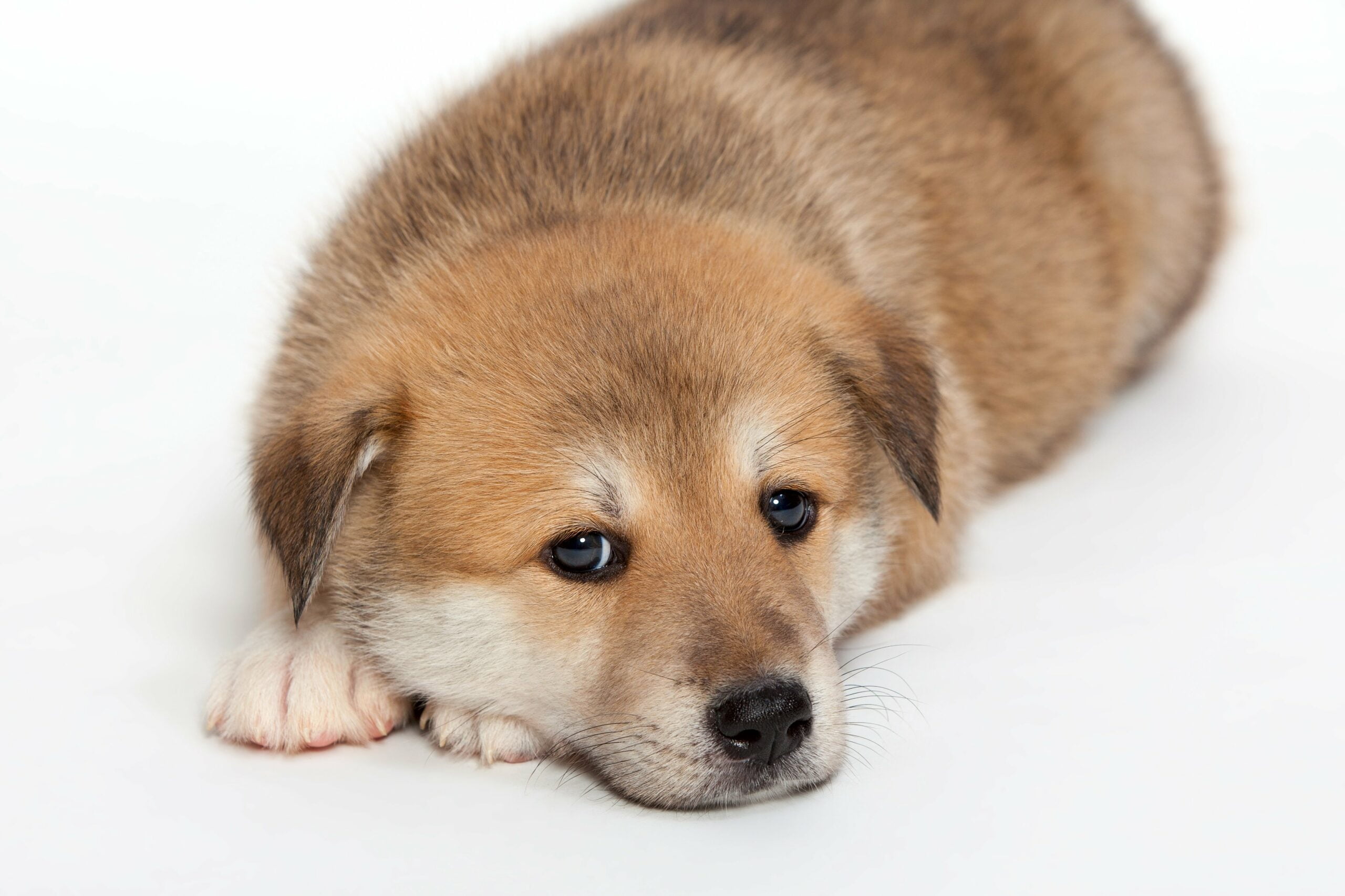 foto Perro de raza Huskita