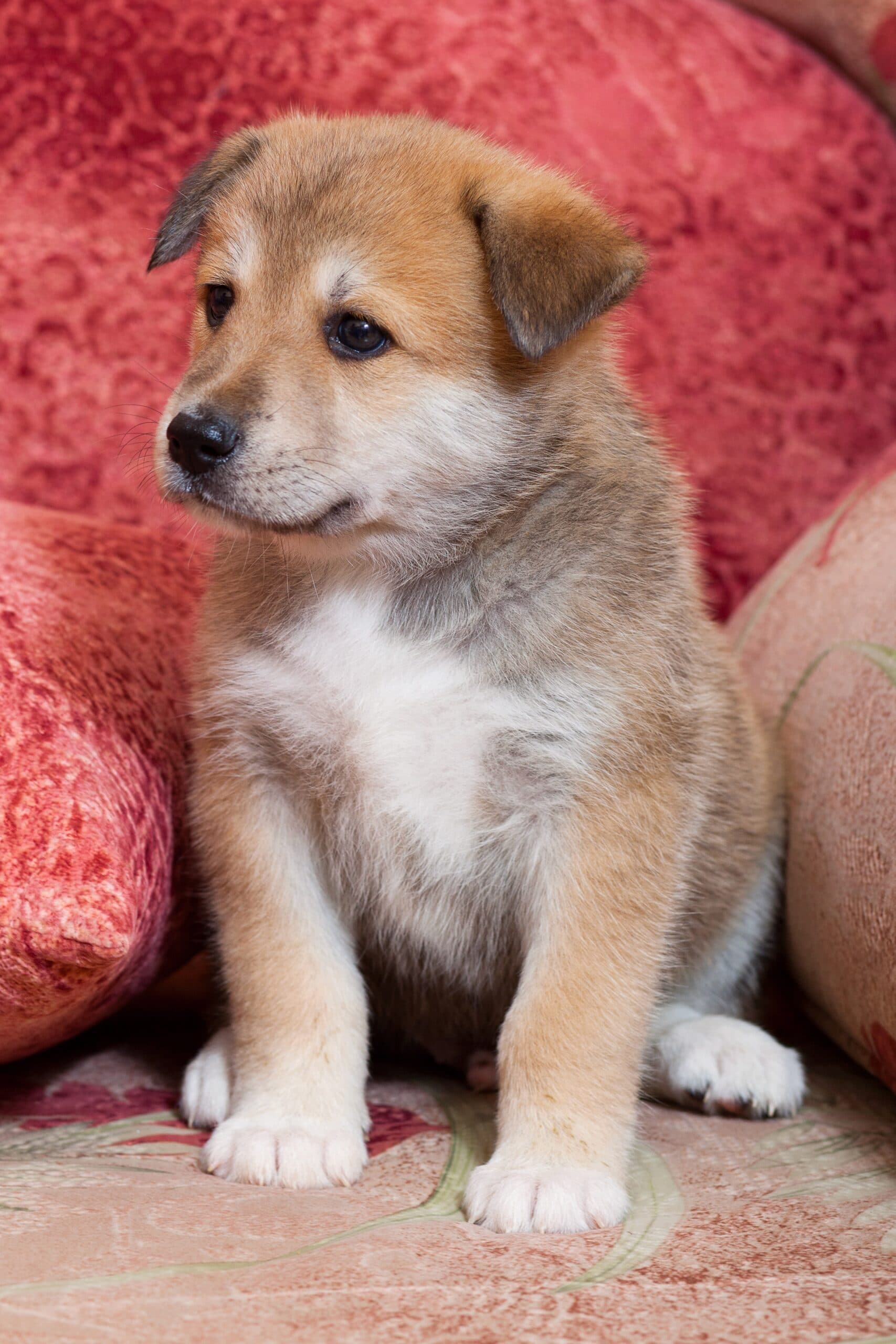 foto Perro de raza Huskita