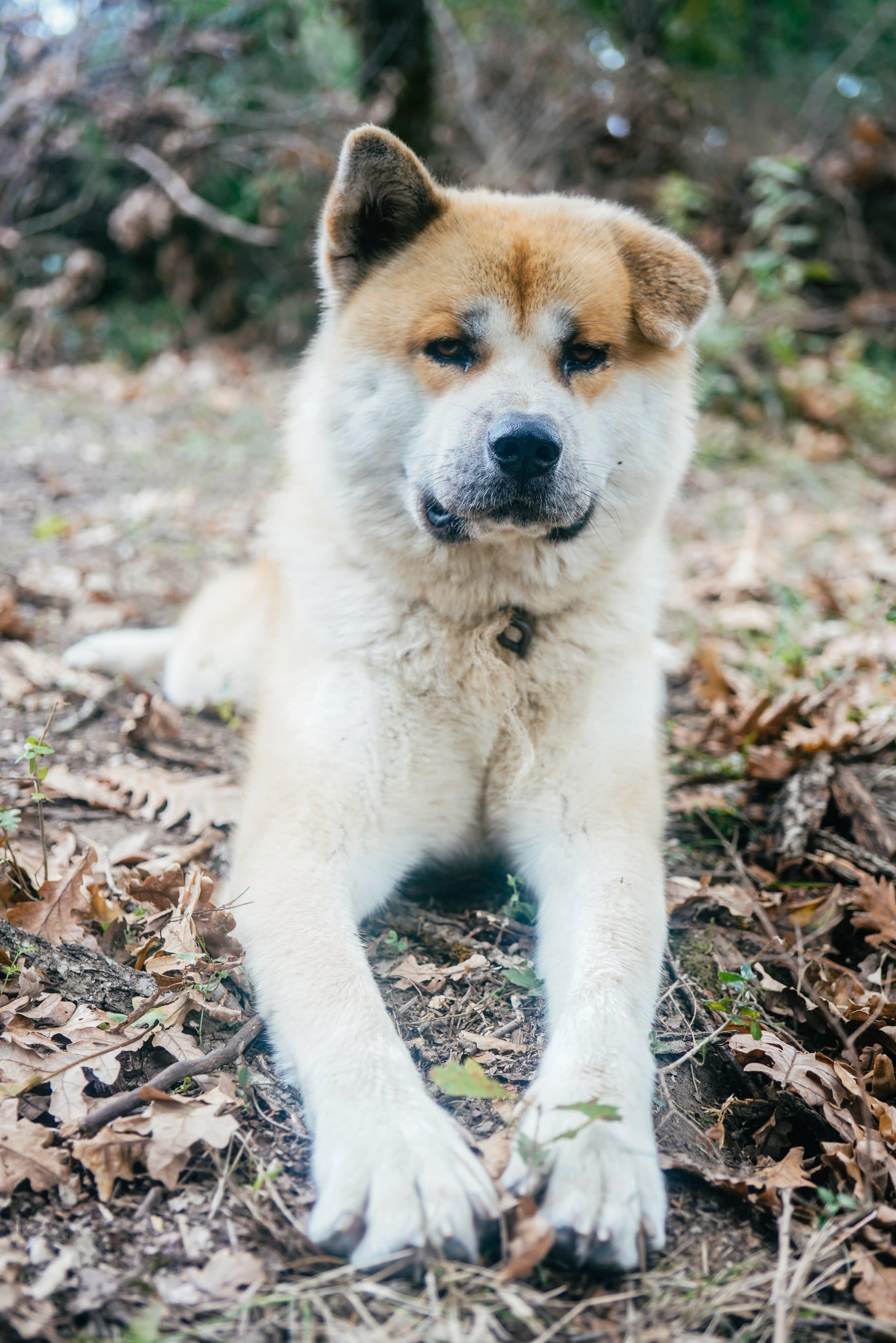 foto Perro de raza Huskita