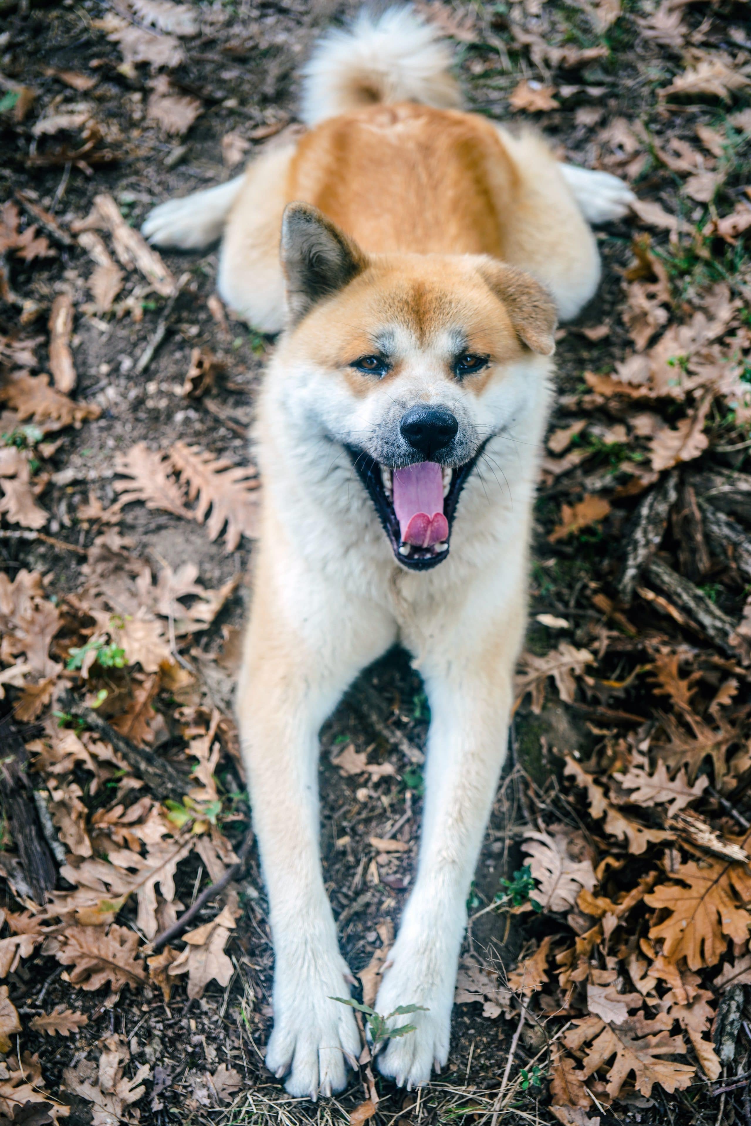 foto Perro de raza Huskita