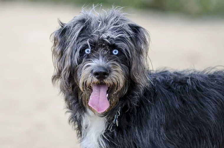 Husky poodle mixed breed dog with blue eyes