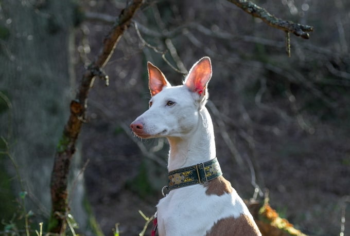 foto Perro ibicenco