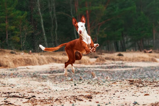 foto Perro ibicenco