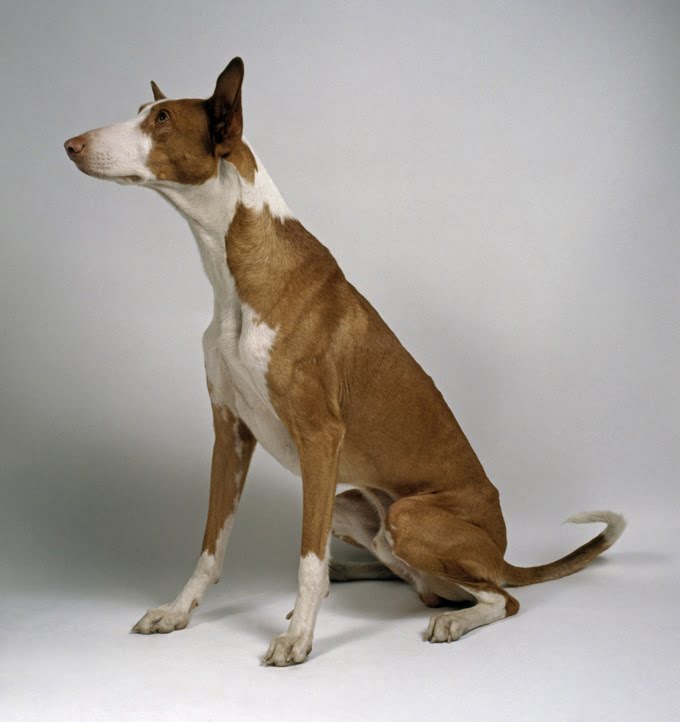 foto Perro ibicenco